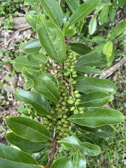 Citharexylum spinosum