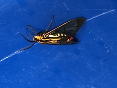 Paraethria flavosignata