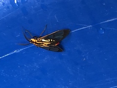 Paraethria flavosignata