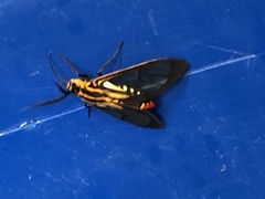 Paraethria flavosignata