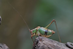 Metaplastes pulchripennis