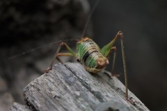 Metaplastes pulchripennis