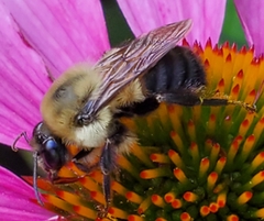 Bombus griseocollis