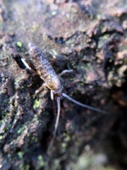 Pogonognathellus longicornis