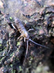 Pogonognathellus longicornis