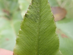 Coniogramme pilosa