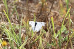 Euchloe ausonia