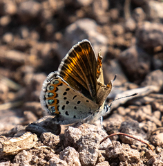 Plebejus fridayi