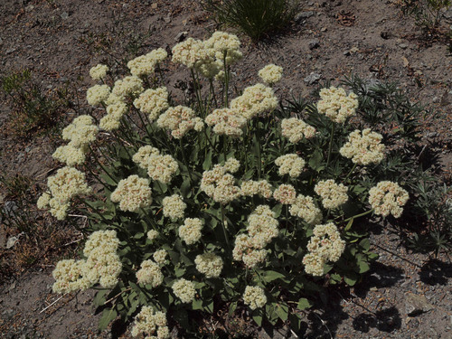 Eriogonum compositum var. compositum