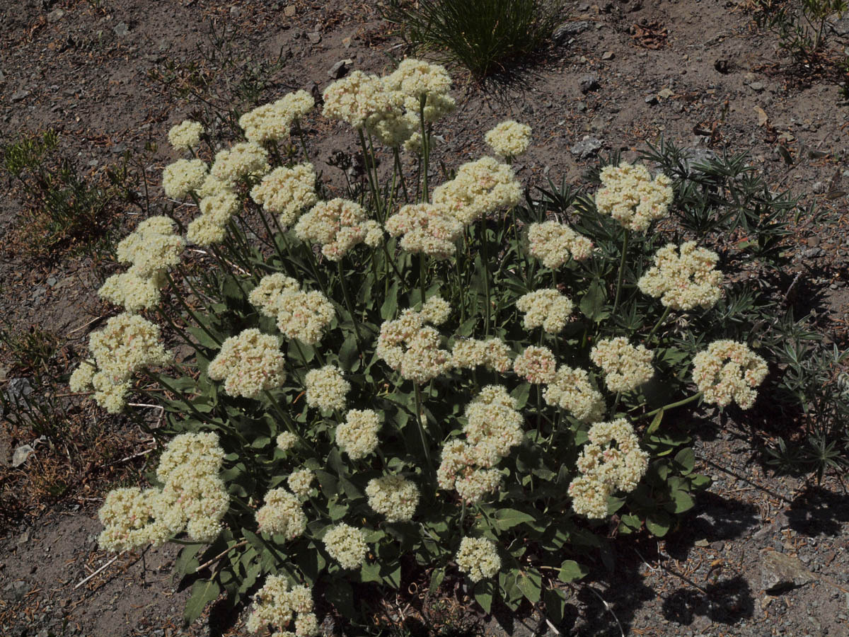 Eriogonum compositum var. compositum