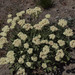 Eriogonum compositum compositum - Photo (c) Susan, some rights reserved (CC BY-NC), uploaded by Susan