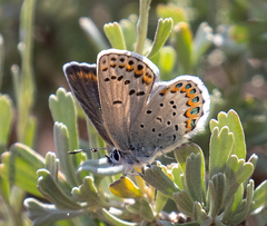 Plebejus fridayi
