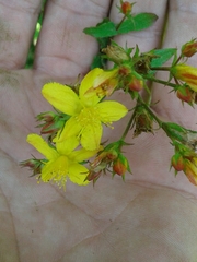 Hypericum undulatum