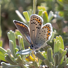 Plebejus fridayi