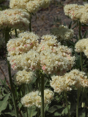 Eriogonum compositum compositum