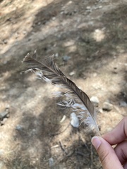 Accipiter nisus