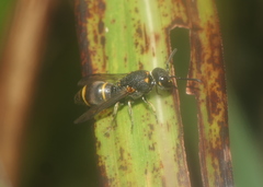 Parancistrocerus yachowensis