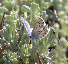 Plebejus fridayi