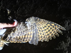 Caprimulgus vexillarius