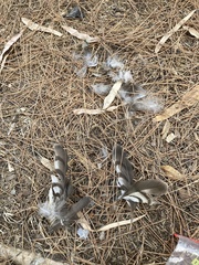 Accipiter nisus