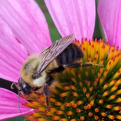 Bombus griseocollis