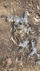 Accipiter nisus