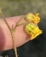 Hermannia althaeoides