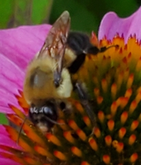 Bombus griseocollis