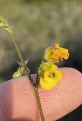 Hermannia althaeoides