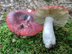 Russula romellii
