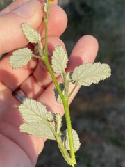 Hermannia althaeoides