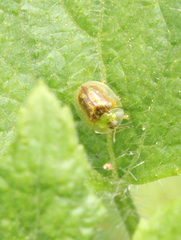 Cassida obtusata
