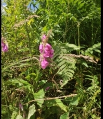 Digitalis purpurea
