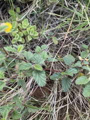 Hermannia althaeoides