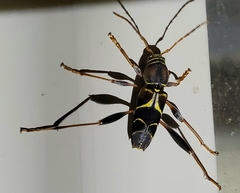Neoclytus mucronatus