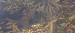 Fucus serratus