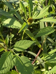 Bidens frondosa