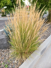 Calamagrostis × acutiflora