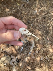 Upupa epops