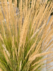 Calamagrostis × acutiflora