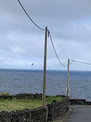 Buteo buteo rothschildi
