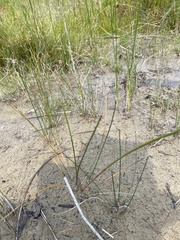 Eleocharis rostellata