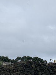 Buteo buteo rothschildi