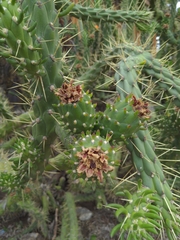 Austrocylindropuntia