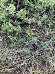 Hermannia althaeoides