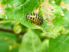 Henosepilachna argus