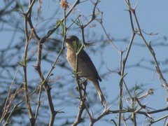 Passerina versicolor