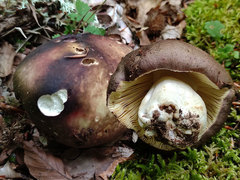 Russula romellii