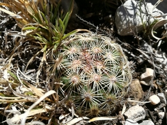 Coryphantha delicata