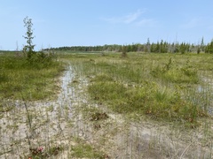 Eleocharis rostellata